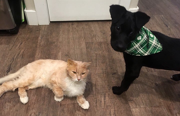 Harry the kitten with a black puppy wearing a bandanna